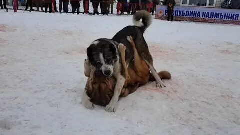 Нюх стабильный шаг