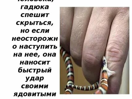 Жена гадюка