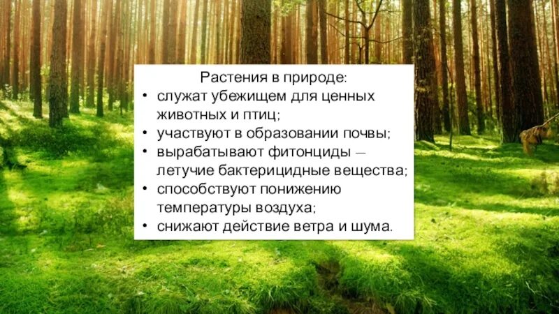 Биология 5 класс значение растений в природе. Разнообразие распространение значение растений. Растения которые служат убежищем для животных. Служу природе. Разнообразие , растения, значение растений.