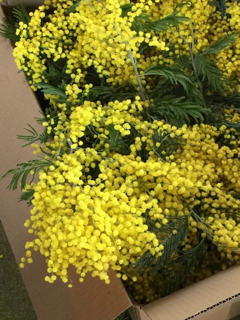 Мимоза мирандоль. Кипрская мимоза. Букет мимоза с туей. Зонтичная мимоза. Цветок мимозы мимозы.