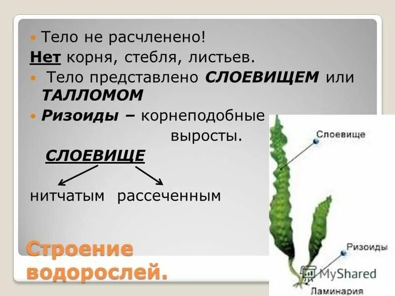 Размножение спорами наличие листьев и стебля. Слоевище таллом это. Слоевище таллом это в биологии. Строение тела водорослей. Строение слоевища водорослей.