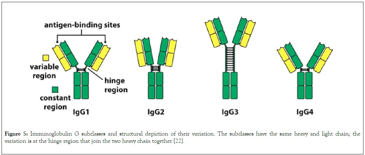 Дефицит подклассов IGG. Igg3 Immunoglobulin structure. (1igg. Sacrouterina).. What is antibodies. Иммуноглобулин g4