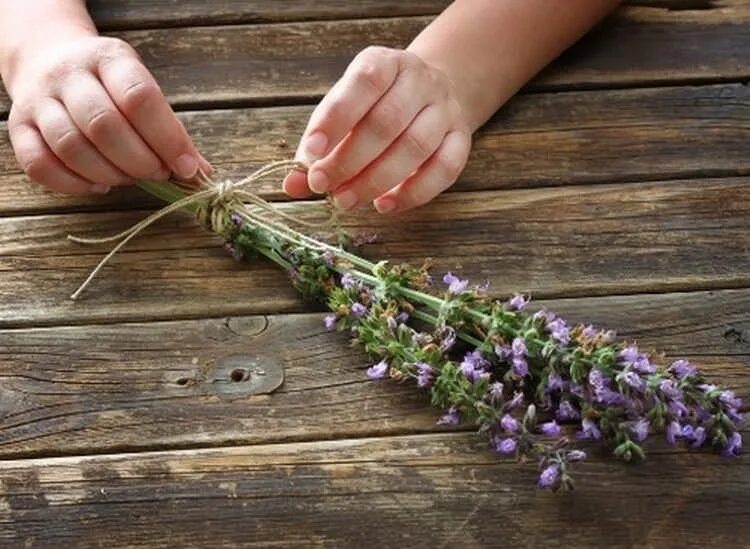 Сбор целебных трав. Salvia officinalis сушка. Шалфей лекарственный. Шалфей лекарственный травы сбор. Шалфей ВЕДЬМИНА трава.