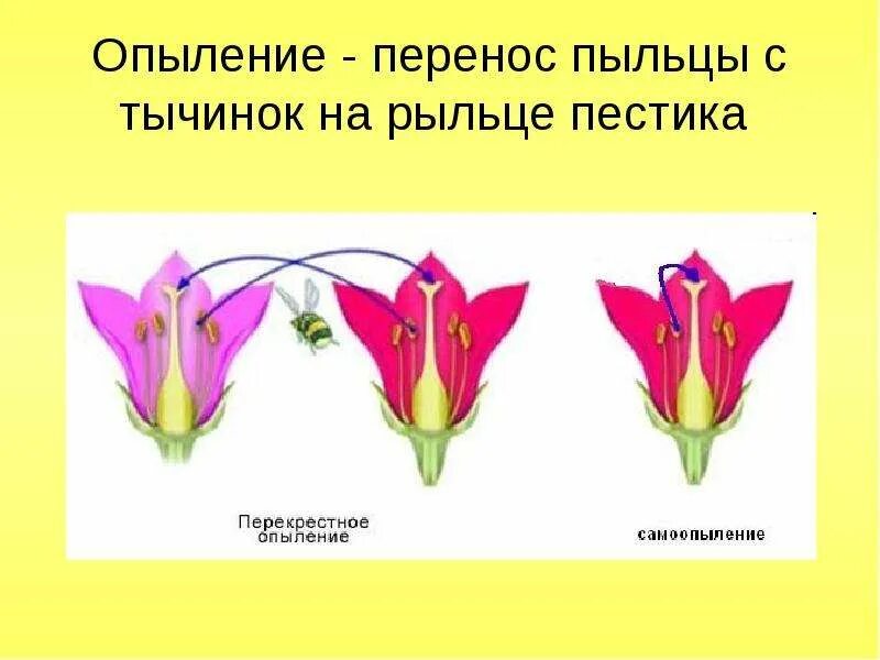 Перекрестное опыление у цветковых. Опыление растений самоопыление. Способы опыления цветковых растений. Самоопыление и перекрестное опыление у растений. Характеристики оплодотворение после опыления установите соответствие