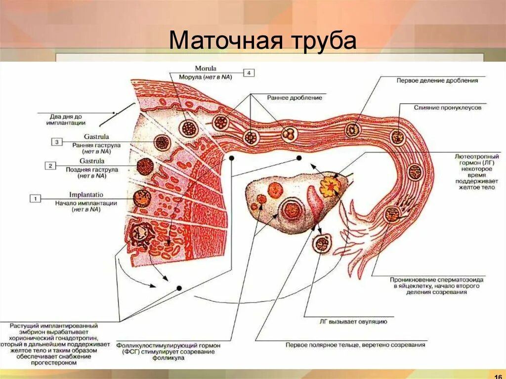 Женские половые органы животных. Отделы маточной трубы схема. Части маточной трубы анатомия. Строение стенки маточной трубы анатомия. Анатомическое строение маточной трубы.