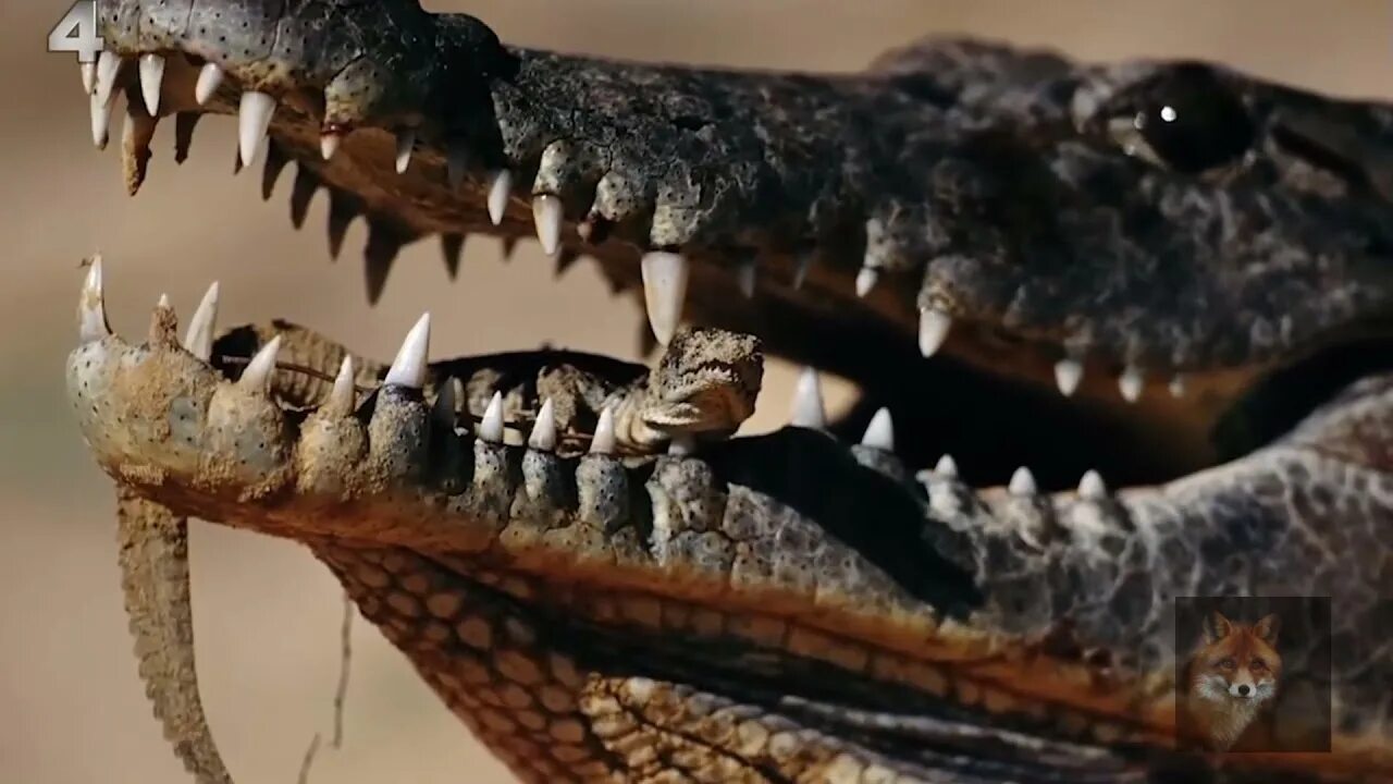 леопард гепард пантера. ягуар и гепард. амурский ягуар. хищный мир. пантера пятнистая.