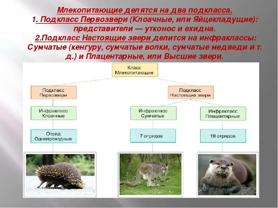 Выберите группу млекопитающих. Класс млекопитающие подклассы. настоящие звери млекопитающие. подкласс первозвери и настоящие звери. классификация млекопитающих.
