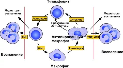 Механизм действия медиаторов воспаления схема. Функции макрофагов в очаге воспаления. Фагоциты лимфоциты интерферон антитела. Медиаторы воспаления цитокины. В очаге острого воспаления нейтрофилы секретируют