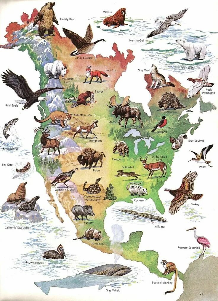 Карта животных Северной Америки. Животный мир Северной Америки. Северная Америка с животными. Животный мир материка Северная Америка. Какие животные обитают на материке северная америка