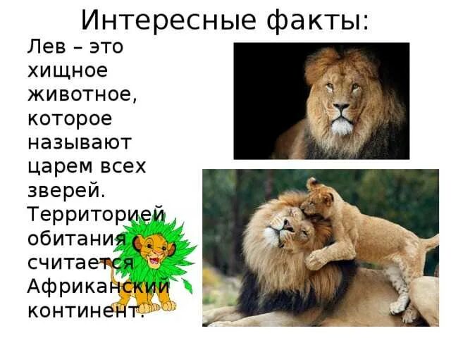 Лев интересные факты. Лев интересные факты