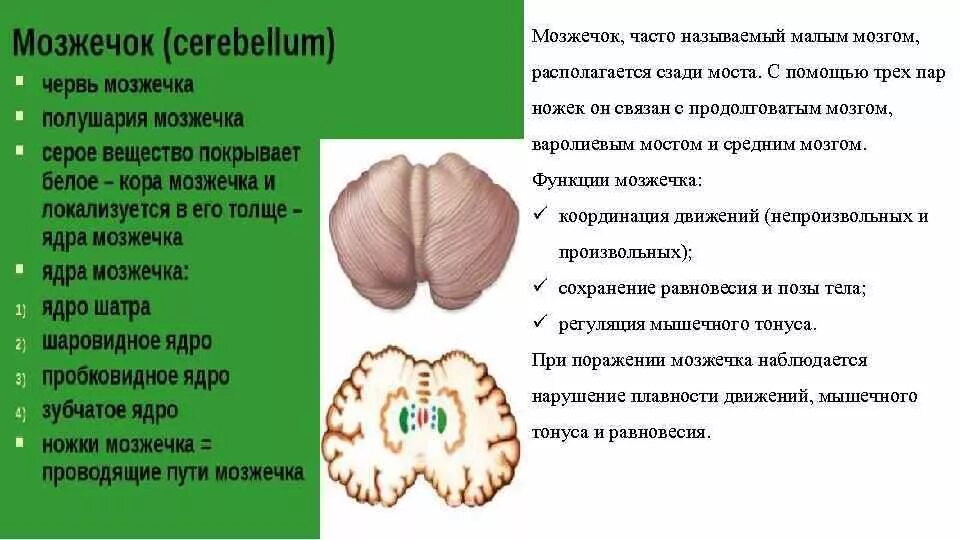 Нарушение функции мозжечка. Мозжечок ядра и проводящие пути. Функции мозжечка. Функции серого вещества мозжечка. При поражении мозжечка наблюдается.