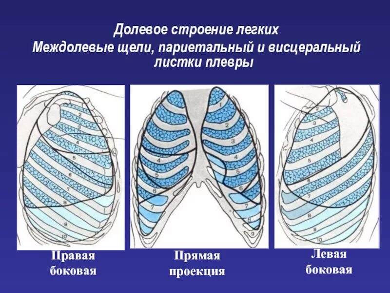 Легкие прямая правая. Междолевые плевры легких анатомия. Косая щель левого легкого разделяет. Бронхография в боковой проекции. Сегменты легкого на рентгенограмме в прямой проекции.