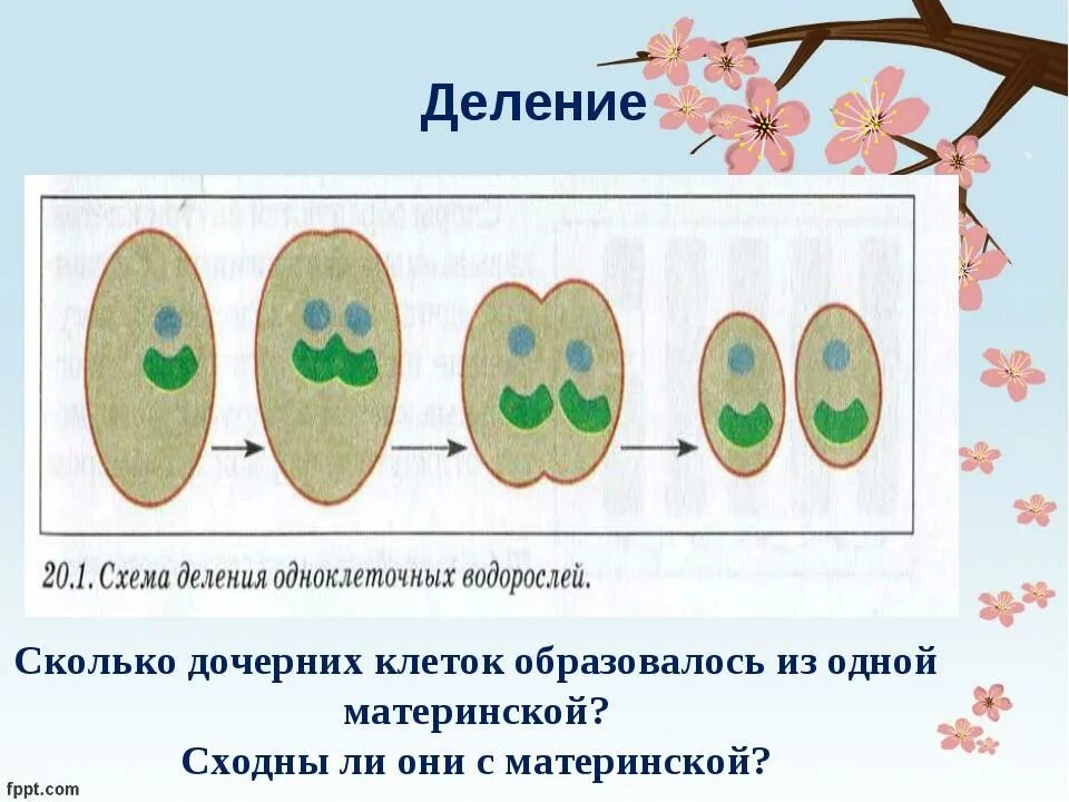 Значение деления клеток в жизни растений. Деление клетки. Размножение клеток растений. Деление растительной клетки 6 класс. Размножение клеток биология.