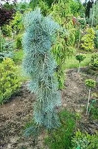Abies concolor fagerhult