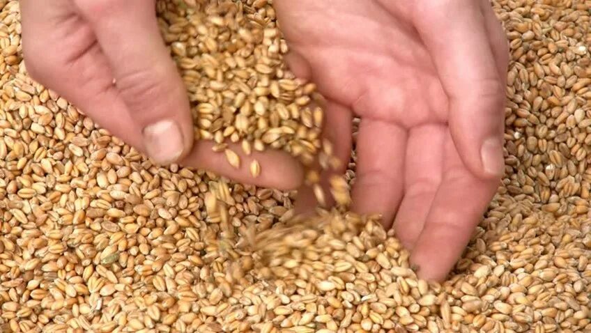 Пшеница 3 класс. Семена яровых зерновых и зернобобовых культур. Зерно в руках. Зерно пшеницы 3 класса.