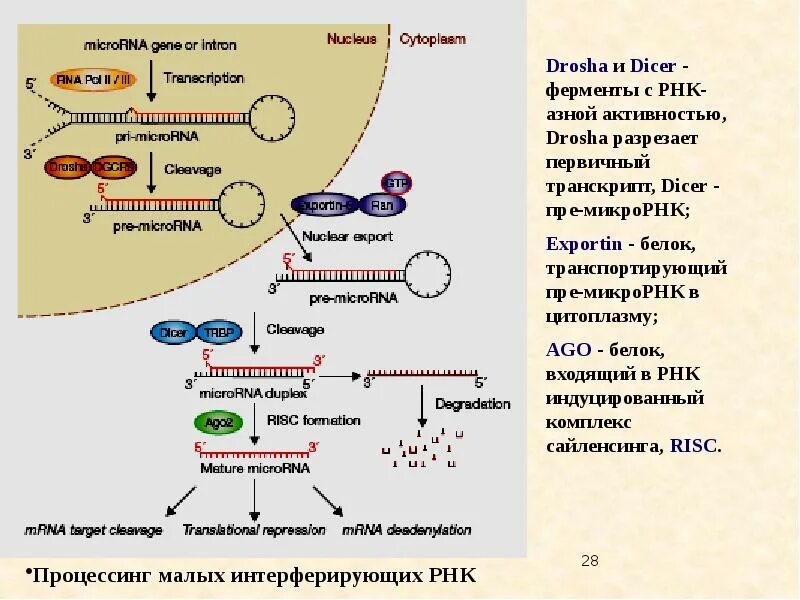 Малые интерферирующие РНК. Структура малых интерферирующих РНК. Малые интерферирующие РНК функции. Процессинг МИКРОРНК.