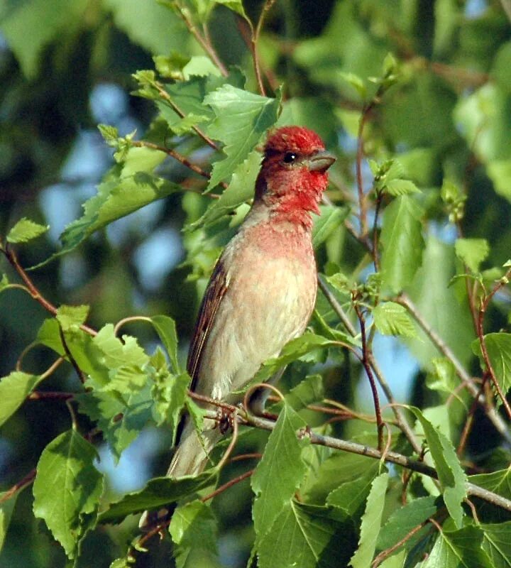 птица сухарь. домовый воробей воробьиные. городские птицы. птица сухарь. птица сухарь.