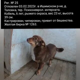 Номер телефона службы отлова собак
