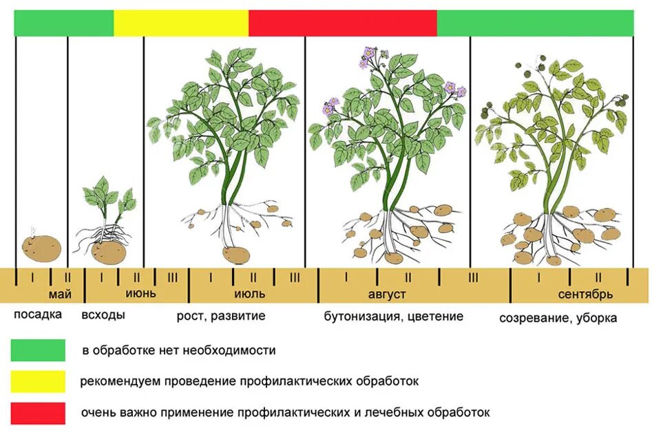 Сколько можно расти. Период вегетации картофеля. Фазы вегетации картофеля. Фазы развития картофеля таблица. Фазы развития томата схема.