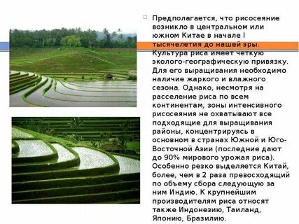 Рисосеяние ведущая отрасль растениеводства в