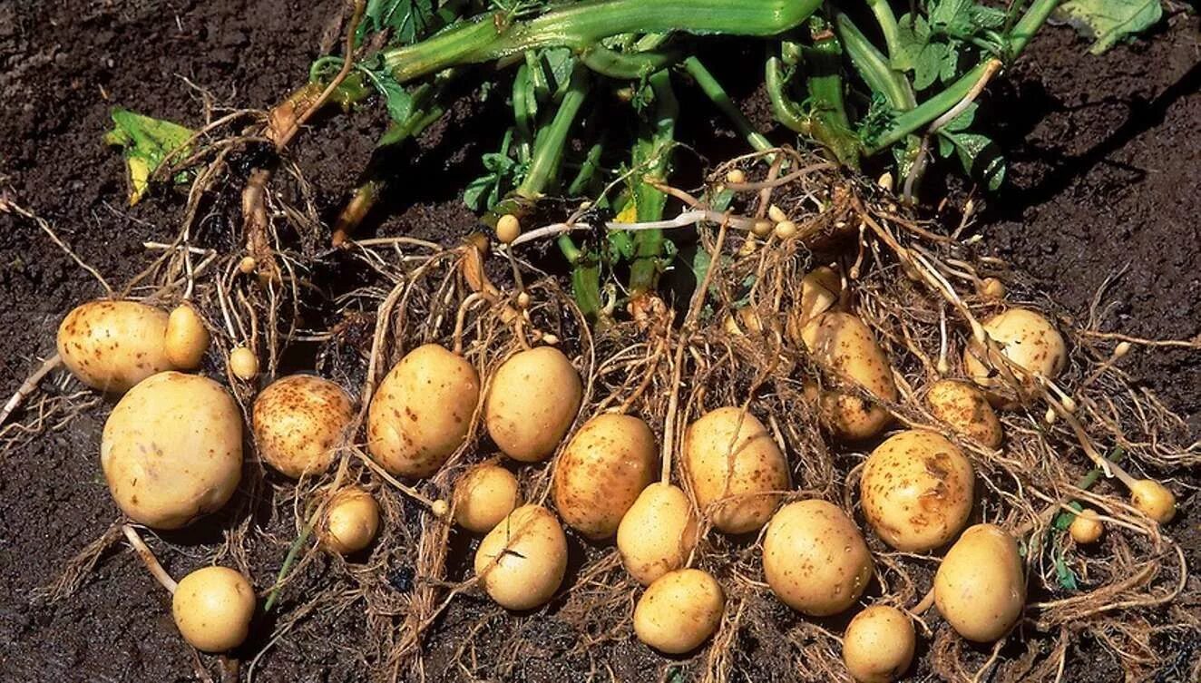 Отваривая картофель клубни опускаются в уже кипящую. Картофель и корнеплоды. Solanum tuberosum побеги. Корневые клубни картофель. Картофельный клубень.