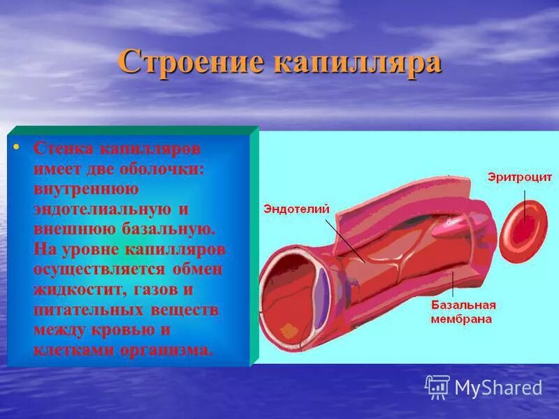 Строение стенки сосудов сердца. Гладкомышечные клетки сосудистой стенки. Капиляр строение стенки. Капилляры обменные сосуды. Строение стенки капилляра.