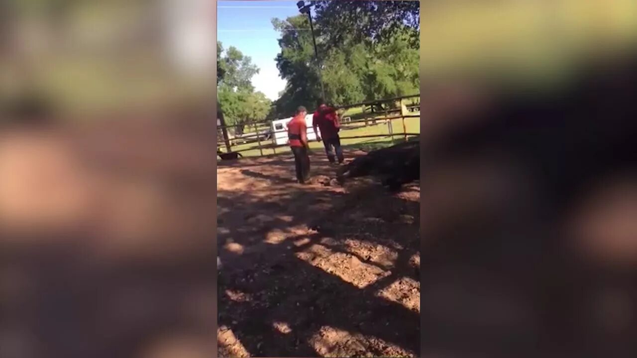 Лошадь ударила головой