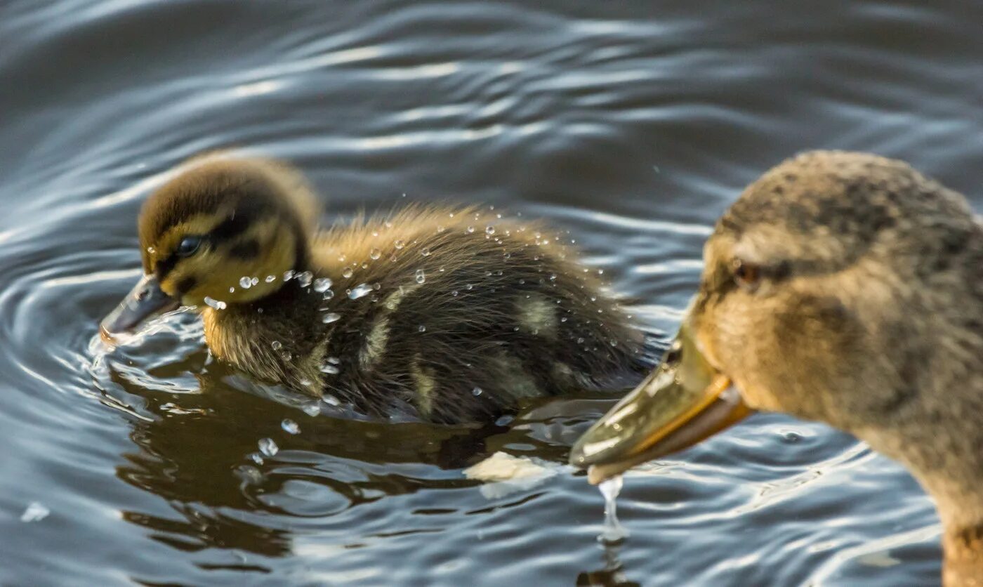 чижик вода. чижик минеральная вода. «воробей», «в луже» - в. чижик южноуральск. чижик вода.
