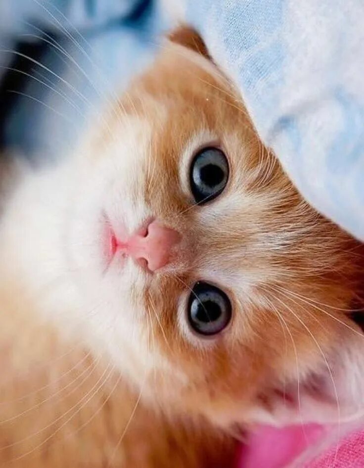 Милые коты. Няшные котики. Милый милый 2017. Японский кот снупи. Милый милый 2017.