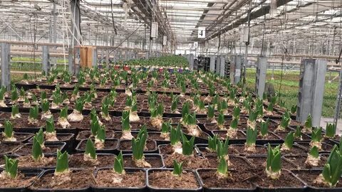 Holland plants