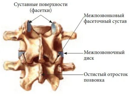 Дугоотростчатые суставы позвонков