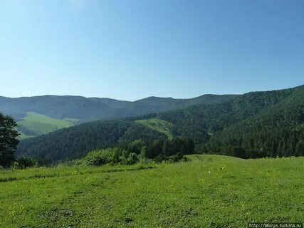 Зеленая поляна алтайский