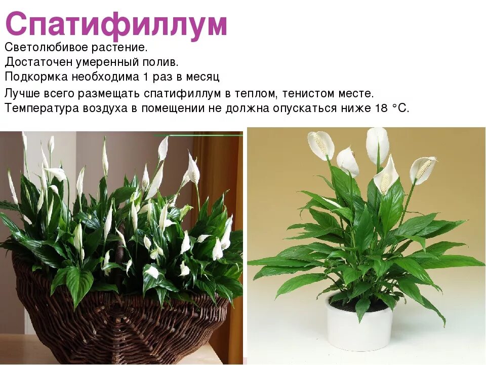Самое светолюбивое растение. Белокрыльник спатифиллум. Спатифиллум светолюбивое растение. Спатифиллум луковичный. Спатифиллум Родина.