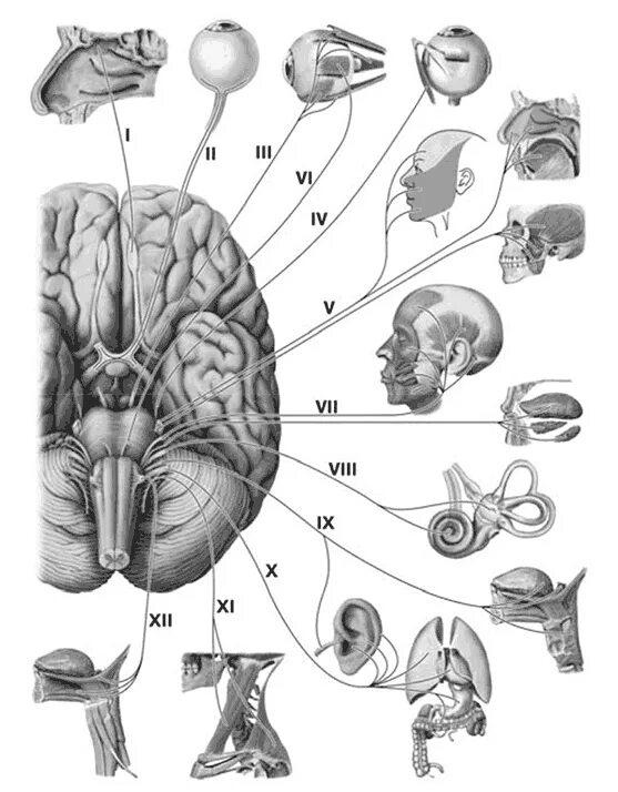 1 5 черепные нервы. 12 Пар черепных нервов схема. Черепные нервы 12 пар схема. Головной мозг 12 пар черепно мозговых нервов. 12 Пар черепно мозговых нервов рисунок.