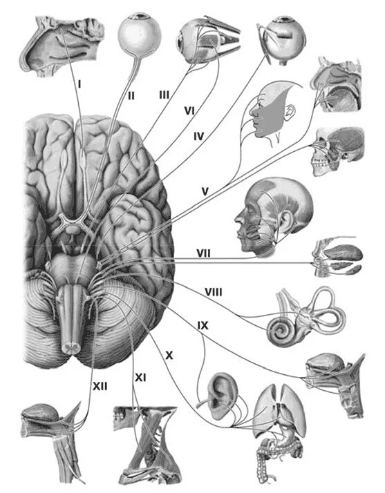Пара черепных нервов анатомия. 12 Пар черепных нервов схема. Черепные нервы 12 пар схема. Головной мозг 12 пар черепно мозговых нервов. 12 Пар черепно мозговых нервов рисунок.