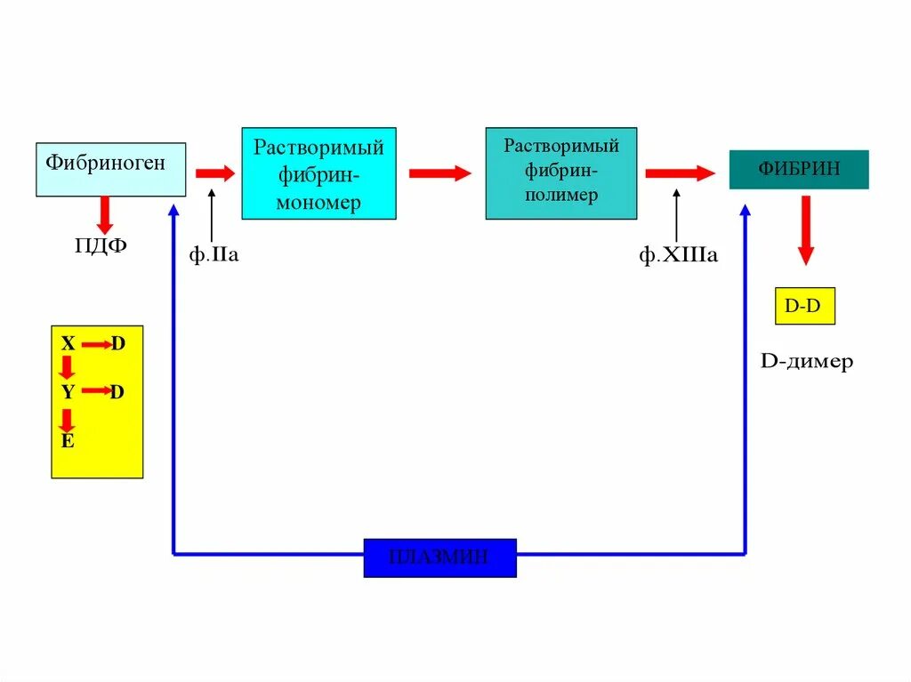 Как изменится количество фибрина после пореза. Фибрин полимер. Фибрин и фибриноген. Фибриноген схема. Фибриноген растворим.