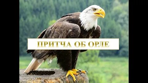 Возрождение орел