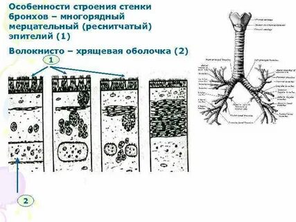 Клетки воздухоносных путей