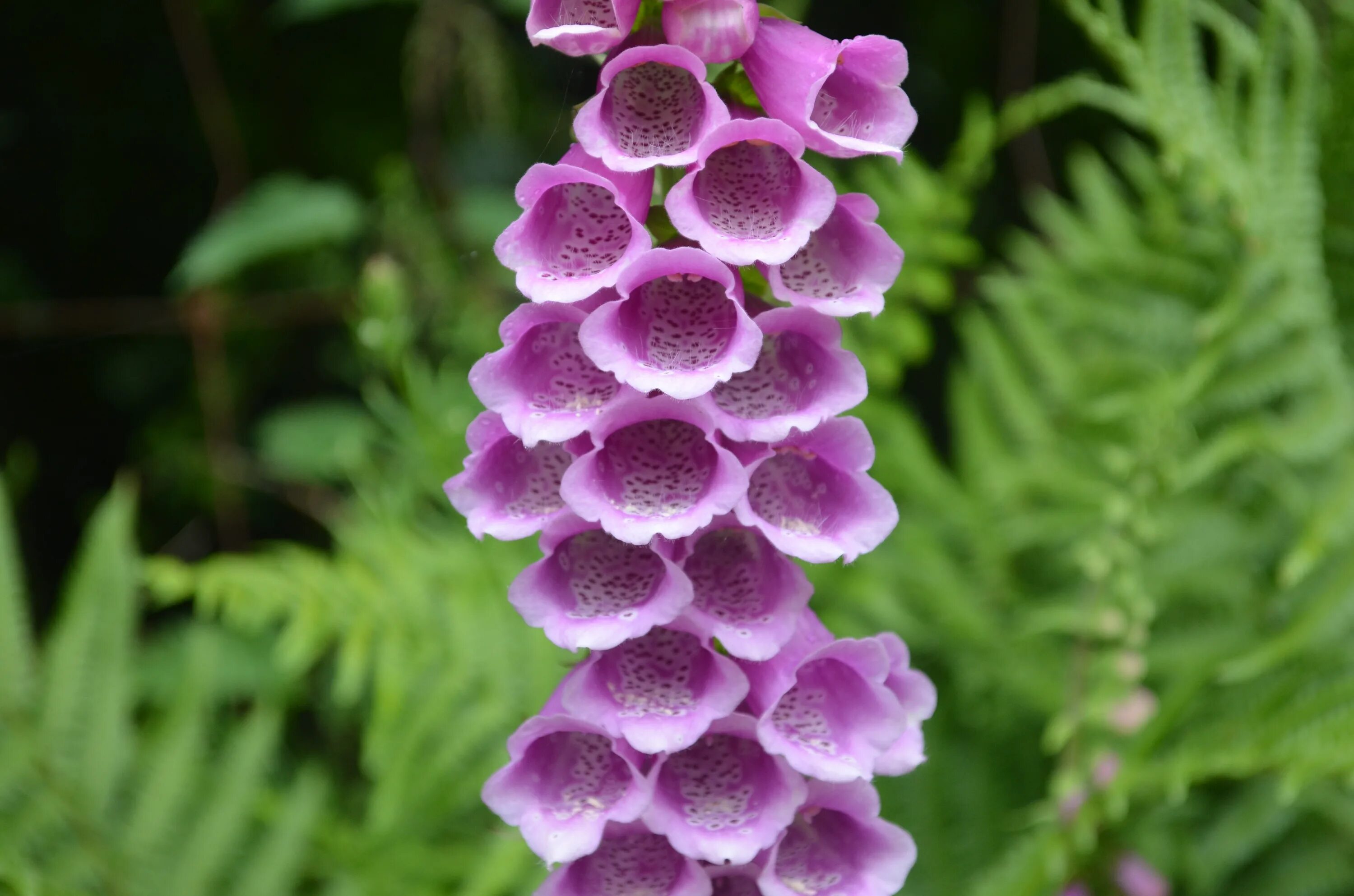 Poisonous flower. Дигиталис наперстянка. Наперстянка Лесная. Наперстянка шелк.