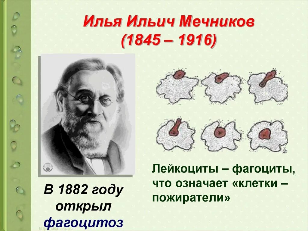 Какое явление открыл мечников. 1892 Фагоцитоз Мечников. Мечникова Ильи Мечникова фагоцитоз.