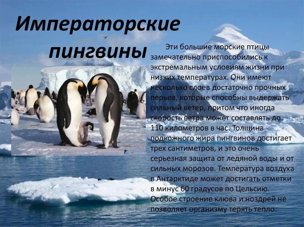Подробнее о животном мире холодных районов. Животный мир холодных районов. информация о животных антарктиды. животный мир холодных районов антаркд. животный мир холодных районов пингвины.