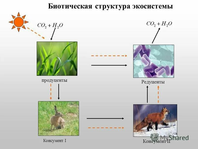 Продуценты какой фактор. Биотическая структура экосистем. Биотические компоненты экосистемы. Компоненты экосистемы продуценты. Продуценты консументы и редуценты это.