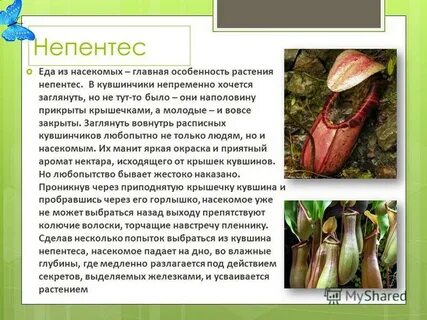 Непентес и насекомое тип взаимоотношений