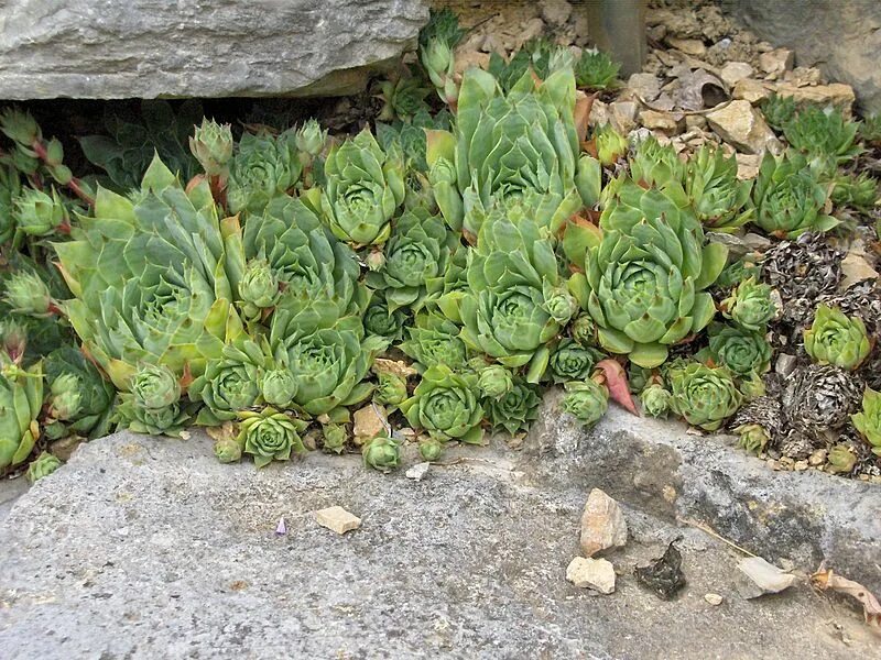 Почему молодило вытягивается вверх. Альпийская живучка sempervivum. молодило (sempervivum). молодило кровельное (sempervivum tectorum). молодило живучка.