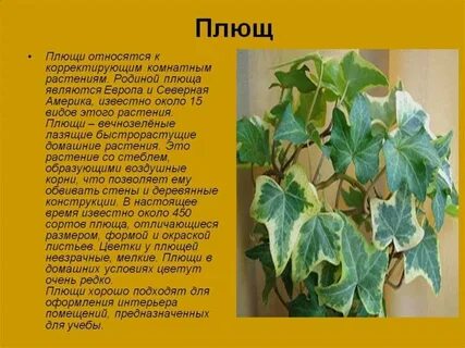Плющ существительное