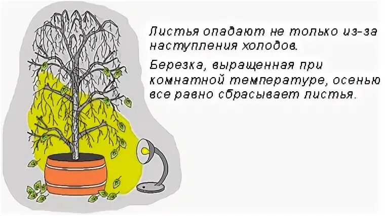 Листья опали как правильно