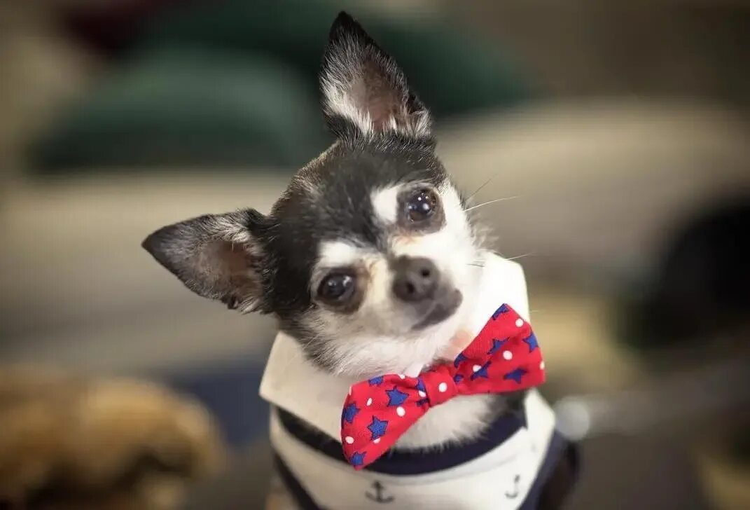 Jenna dog. Джена филипс. Дженна филлипс yourpuppygirl. Jenna philips слив. Мистер марблс собака.