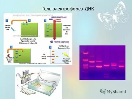 Этапы проведения гель электрофореза днк