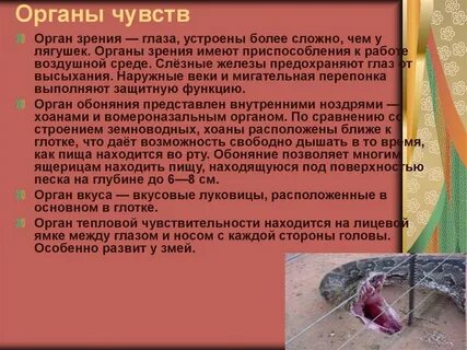 Органы чувств животных презентация