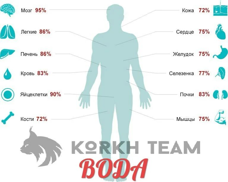 Тело насколько. Процент воды в организме человека. Процентное соотношение воды в организме человека. Процент воды в человеке. Количество воды в человеке.